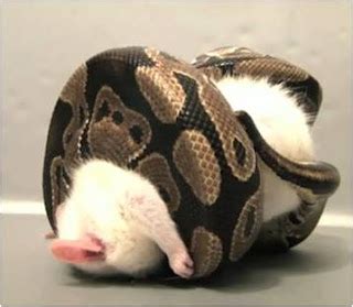 Ball Python Feeding - Fast Motion Footage not for the Faint Hearted | The Ark In Space