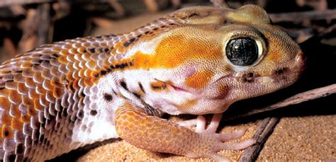 7 Types of Geckos That Make Great Pets | My Pet Needs That