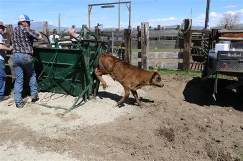 Cattle Branding | idahofb.org