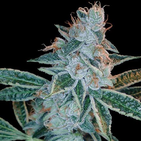 Lemon OG Kush - Strain Information - CannaConnection