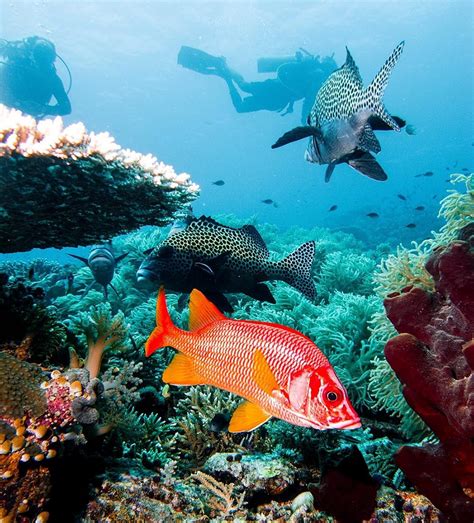 Tubbataha Reef – a treasure trove for experienced divers - Go2Ph