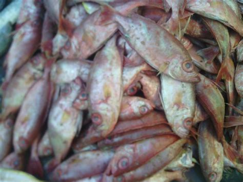 Frozen Red Sea Bream Fish at Rs 90 / Kilogram in Jamnagar | san farm ...