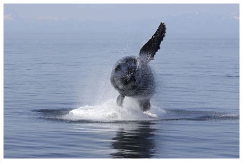 Alaska Whale Watching Cruises and Wildlife Tours | MV Discovery