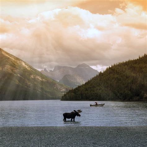 The BEST Ways to Safely See Alberta Wildlife (for 2024)