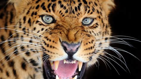 #768508 Leopards, Big cats, Roar - Rare Gallery HD Wallpapers