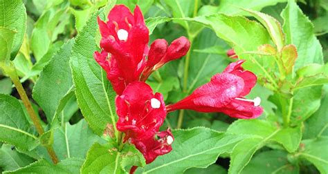 Weigela Sonic Bloom® Red PP#25,132 | Gossett's Landscape Nursery