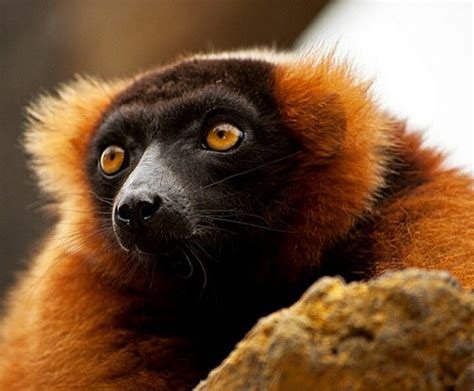 Lemurs. The eyes