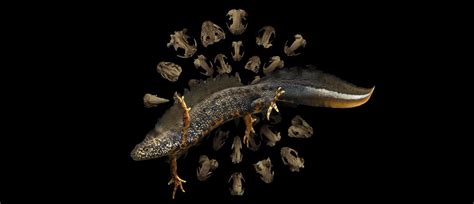 New study reveals how metamorphosis has shaped the evolution of salamanders