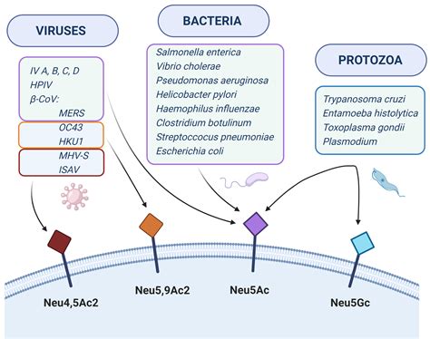 Biomolecules | Free Full-Text | Sialic Acids as Receptors for Pathogens