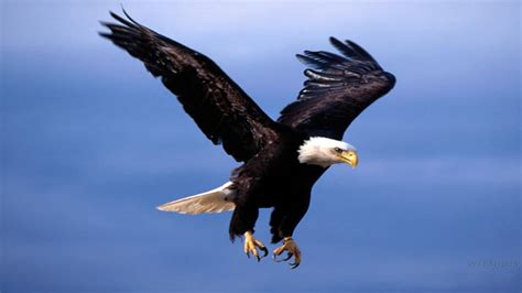 Eagle Flying HD Wallpapers - Top Free Eagle Flying HD Backgrounds ...