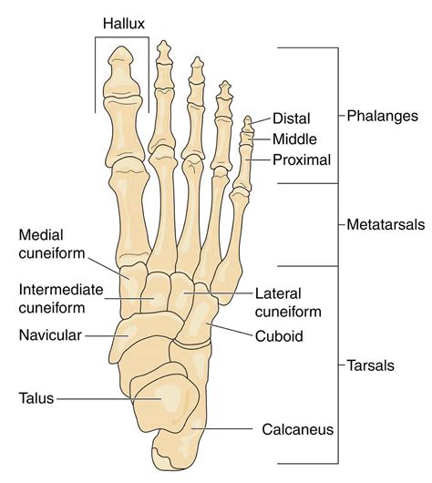 Navicular fracture causes, symptoms, diagnosis, treatment & prognosis