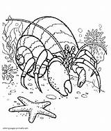 Hermit crab coloring Pages  COLORING PAGES PRINTABLECOM sketch template