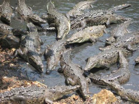 Claim: Pastor trying to walk on water at the Crocodile River gets eaten ...