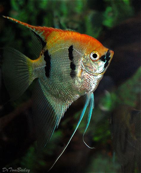 Premium Rare, Gold Marbled Pearlscale Angelfish