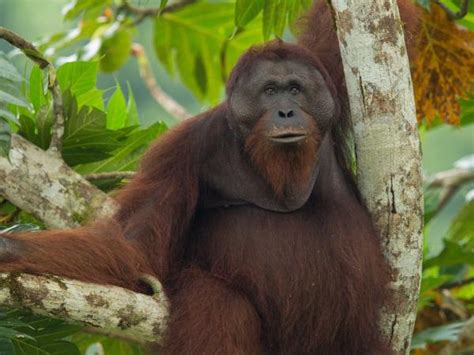 Wildlife holidays in Borneo in 2021 & 2022 | Responsible Travel