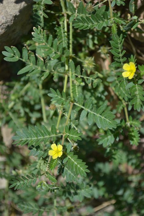 Tribulus terrestris var. terrestris | Plants of the World Online | Kew ...