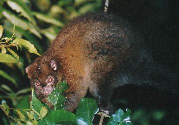 ! Lemuroid Possum ! Tropical Rainforest, Far North Queensland Australia