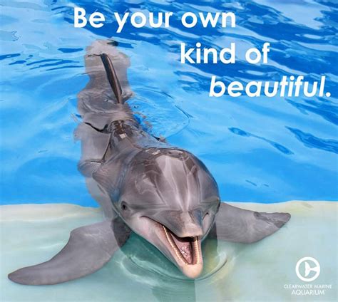 Pin by Kat on All Animals Some Wisdom | Marine animals, Cute animals, Dolphin tale