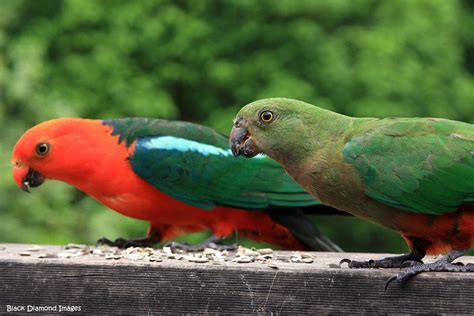 Alisterus scapularis - Australian King Parrot - Male and Female - a ...