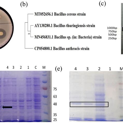 Protease assay and phylogenetic tree. (a) Protease activity assay by ...