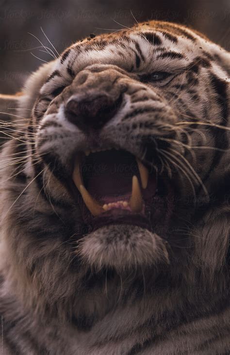 "A Portrait Of A Endangered Bengal / White Tiger Roaring." by Stocksy ...