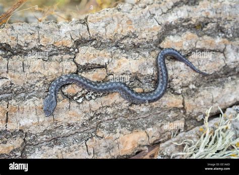 Baby rattlesnake hi-res stock photography and images - Alamy