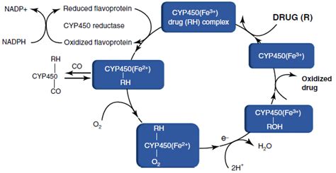 The cytochrome P450 (CYP450) catalytic cycle. The P450 cytochrome... | Download Scientific Diagram