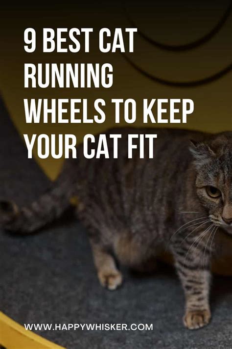 9 Best Cat Running Wheels To Keep Your Cat Fit