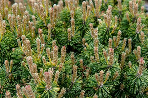 How to Grow and Care for Dwarf Mugo Pine