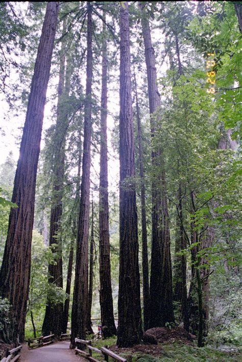 Muir Woods | Awesome giant Redwood trees in Muir Woods fores… | Sara ...