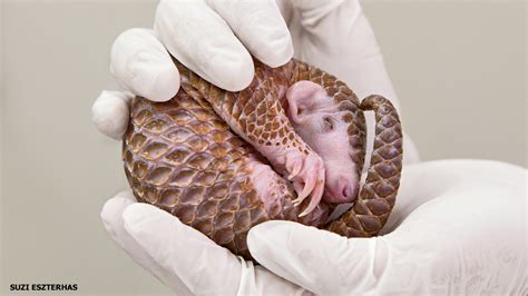 Pangolin Rescue - NWF | Ranger Rick