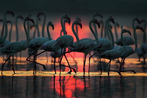 Flamingo at sunset Photograph by Hira Punjabi - Pixels