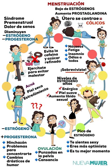 Fases Del Ciclo Menstrual De La Mujer Notiespartano Fases Del Ciclo - IMAGESEE