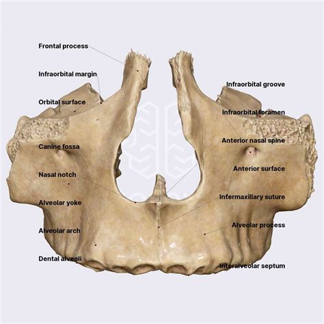 Vomer Bone 3d