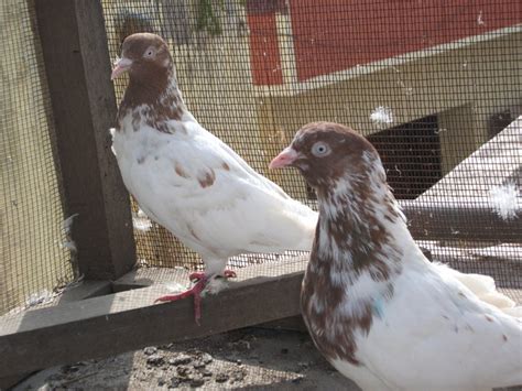 Pakistani Tipplers (Kabootar Baaz) | UK & USA Pigeons | Fancy Pigeons | Racing Pigeons |: Great ...