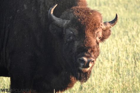 Bison Safari in the Białowieża Forest, Jun 2018 - Wild Poland