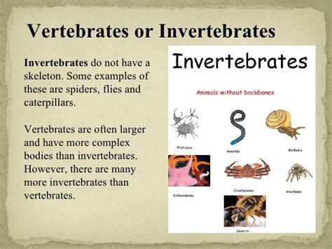 Vertebrates