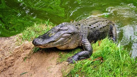 How Long Have Saltwater Crocodiles Been On Earth - The Earth Images ...