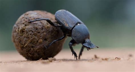 Color of light sets dung beetles straight | Strongest animal, Animals, Beetle