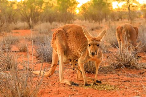 10 Most Colorful Natural Things To See In A Desert - WorldAtlas