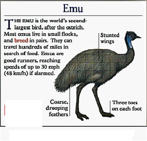 EMU & OSTRICH EGGS