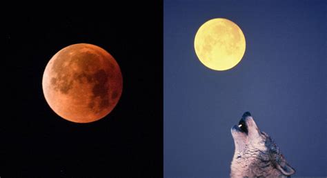 Wolf Moon Spiritual Meaning 2023: Time and all about the phenomenon