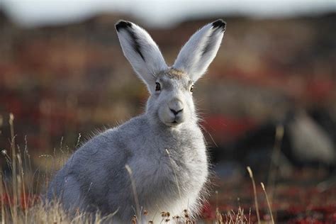 Arctic Hare - Animal Facts for Kids - Characteristics & Pictures