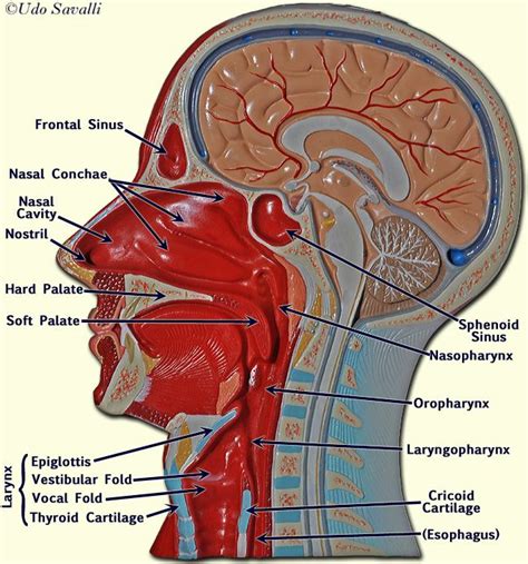 BIO202-Respiratory System in 2023 | Respiratory system anatomy, Anatomy models labeled, Basic ...