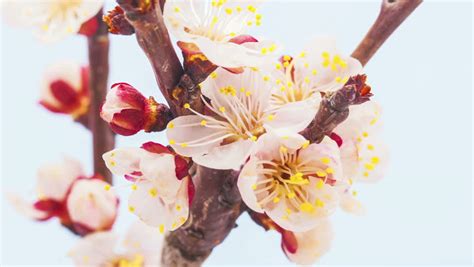 Yellow Apricot Blossom Stock Footage Video - Shutterstock