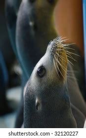 360 Sea lion eating fish Images, Stock Photos & Vectors | Shutterstock