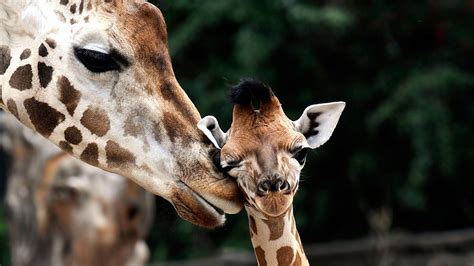 Download Baby Giraffe Small Head Wallpaper | Wallpapers.com