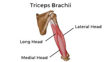 triceps brachii - Anatomy Info