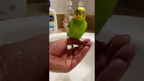 budgie bath time! - YouTube