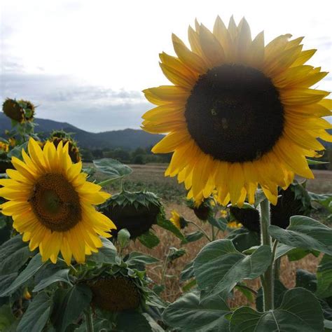 Organic Hungarian Black Seeded Sunflower Seed - Adaptive Seeds